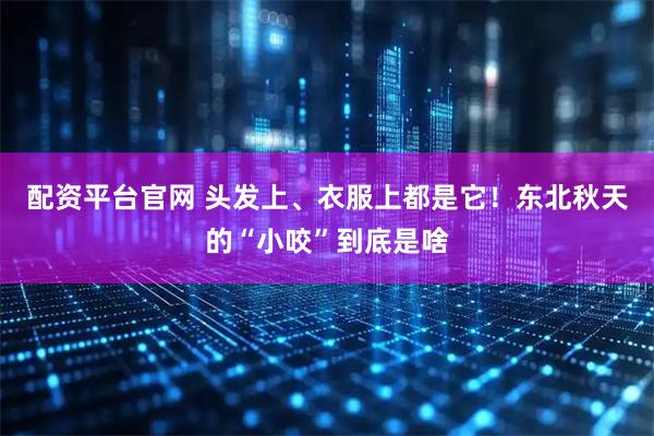 配资平台官网 头发上、衣服上都是它！东北秋天的“小咬”到底是啥